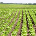 Riverdale Grain Farms
