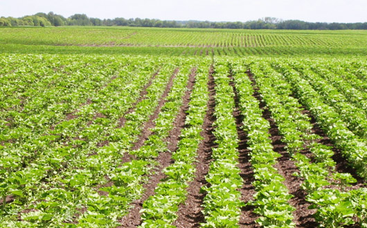 Riverdale Grain Farms