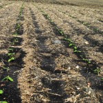 Riverdale Grain Farms